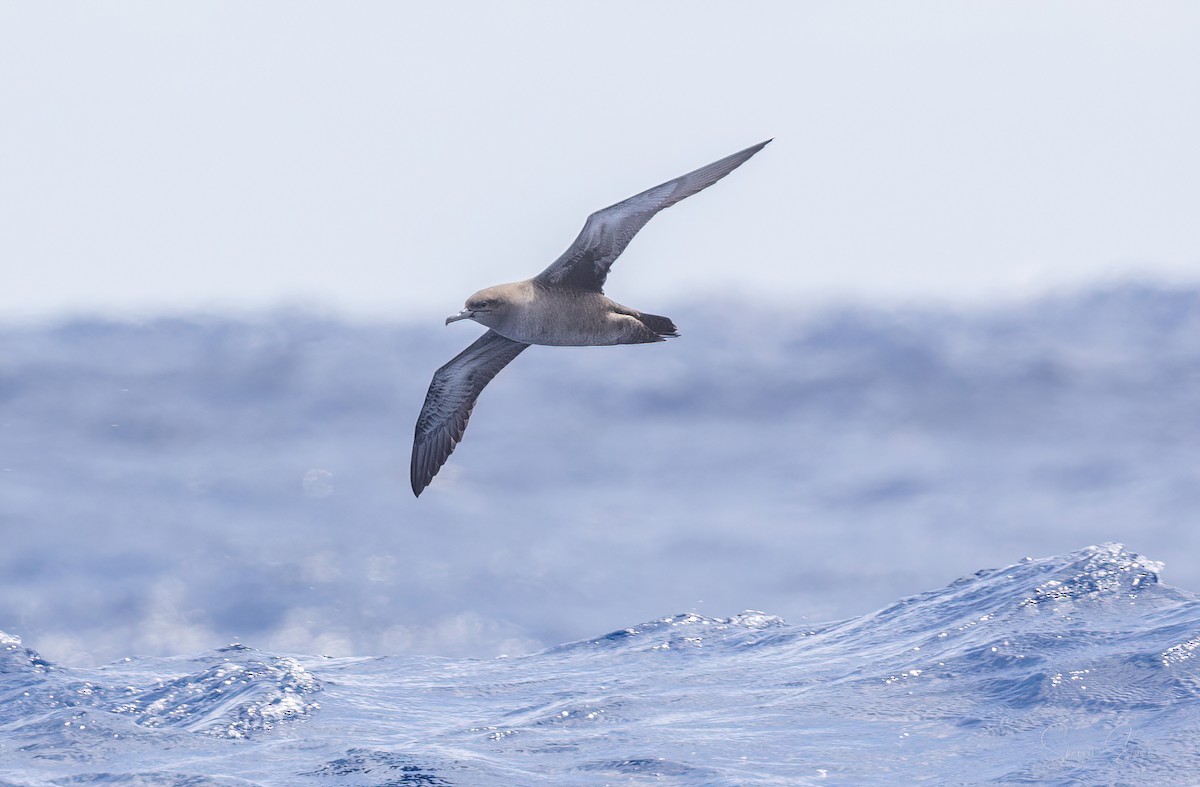 Sooty Shearwater - shannon emmel