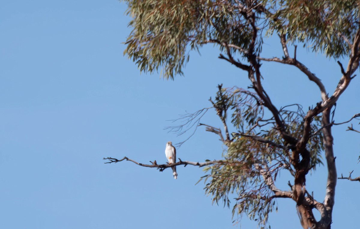 Nankeen Kestrel - Gordon Arthur