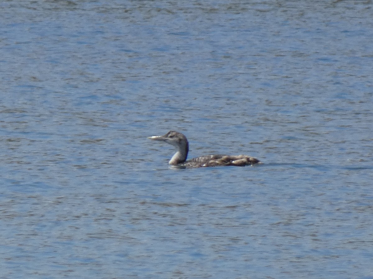 Yellow-billed Loon - ML619659831