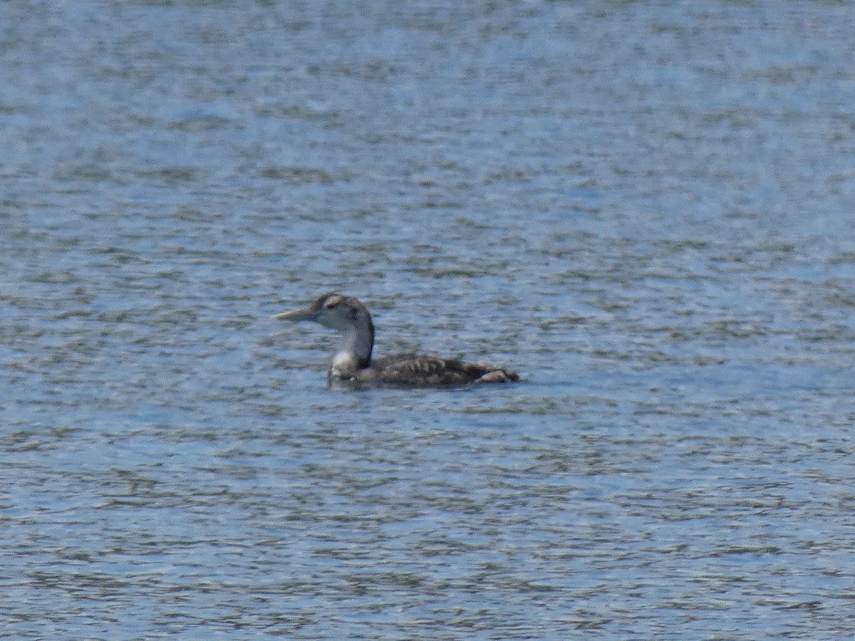 Yellow-billed Loon - ML619659833