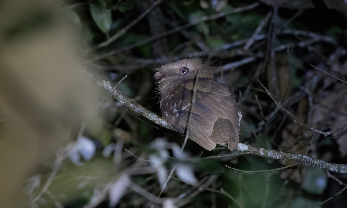 Philippine Frogmouth - ML619659842