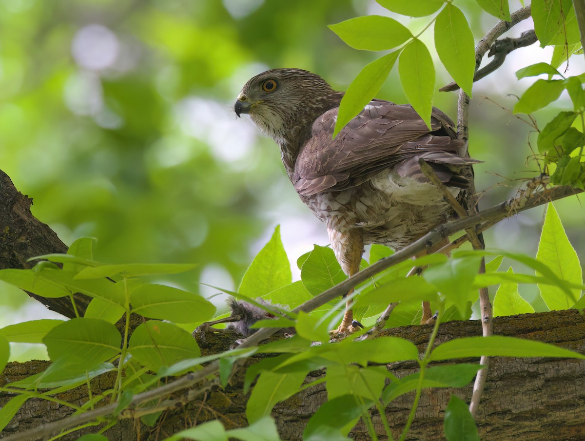 Cooper's Hawk - Matt Yawney