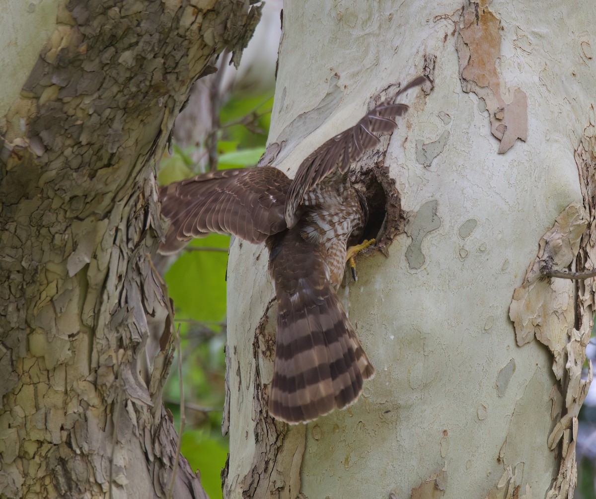 Cooper's Hawk - Matt Yawney