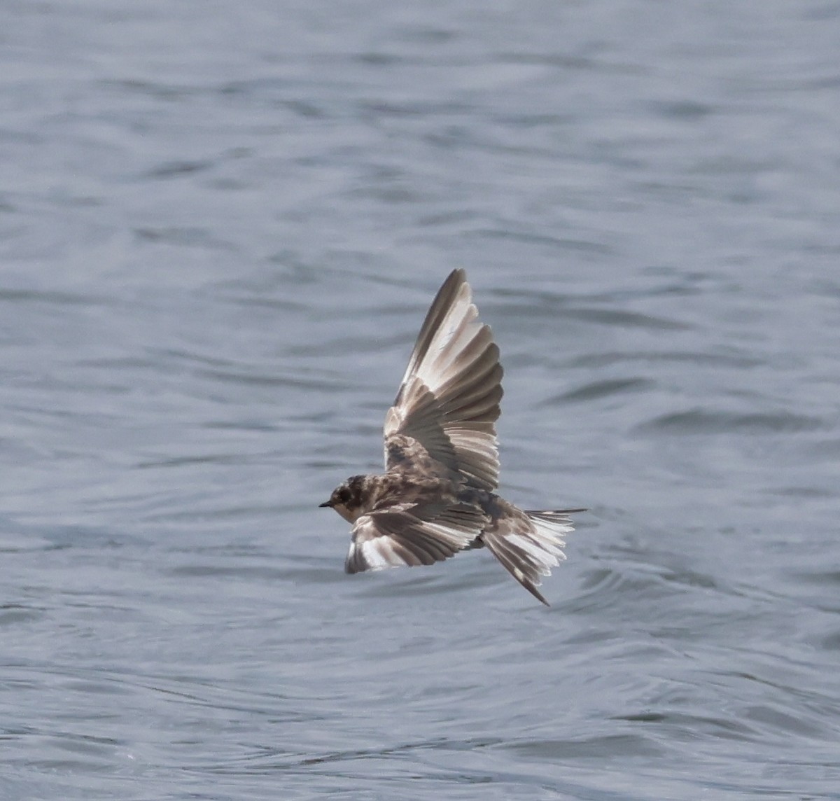 Barn Swallow - ML619659855