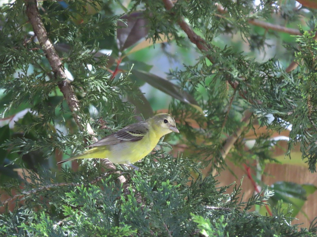 Western Tanager - Heidi Powers-Armstrong