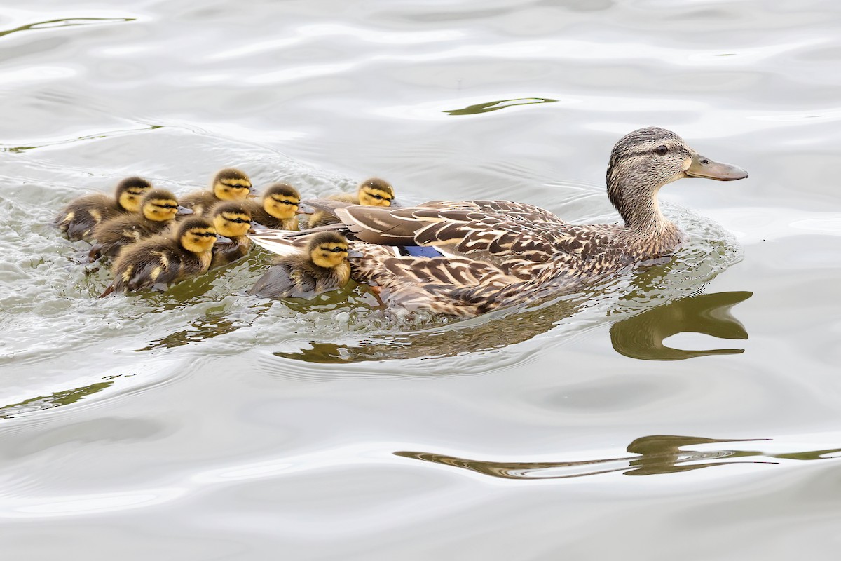 Mallard - Garrett Lau