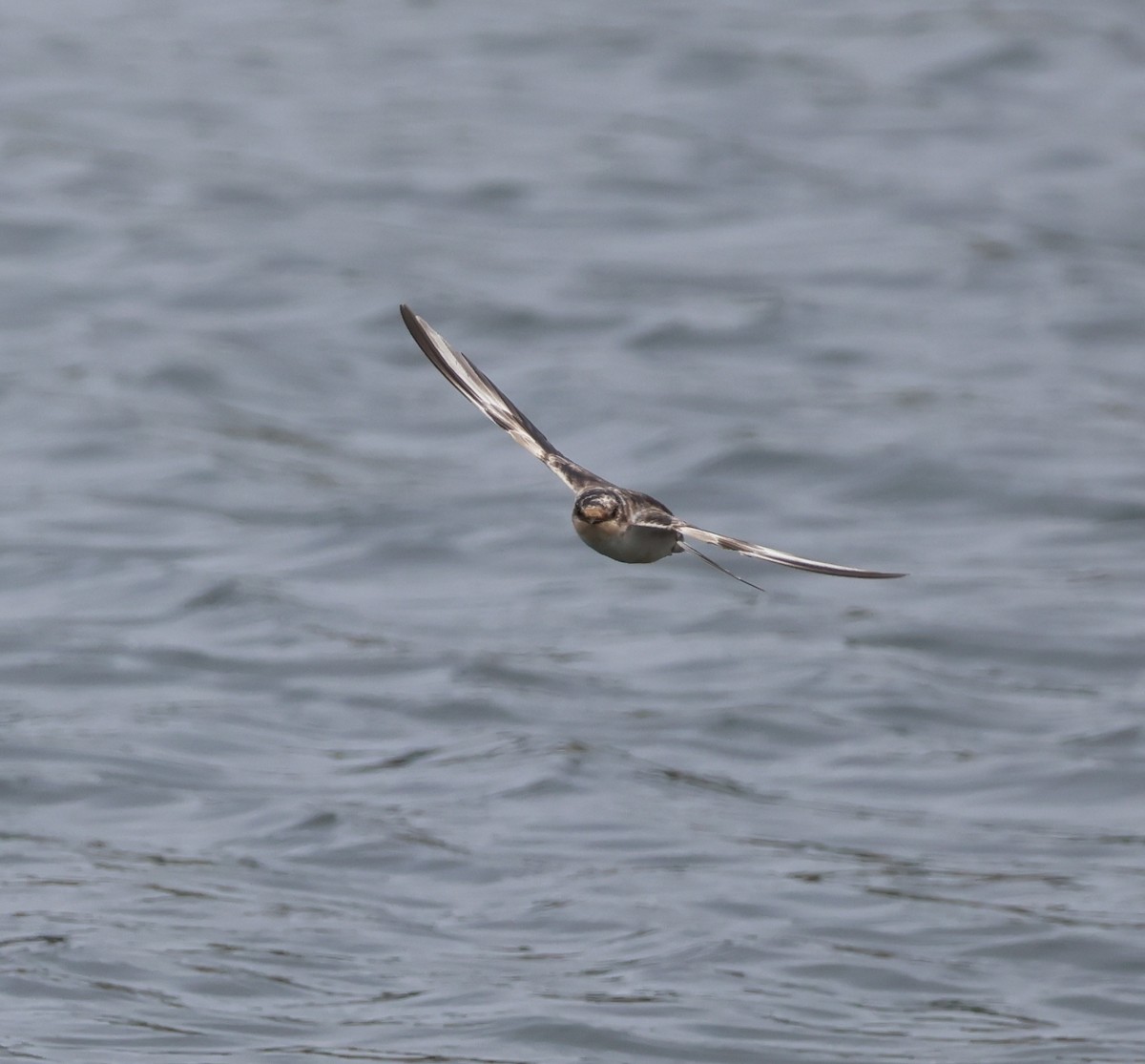 Barn Swallow - ML619659858