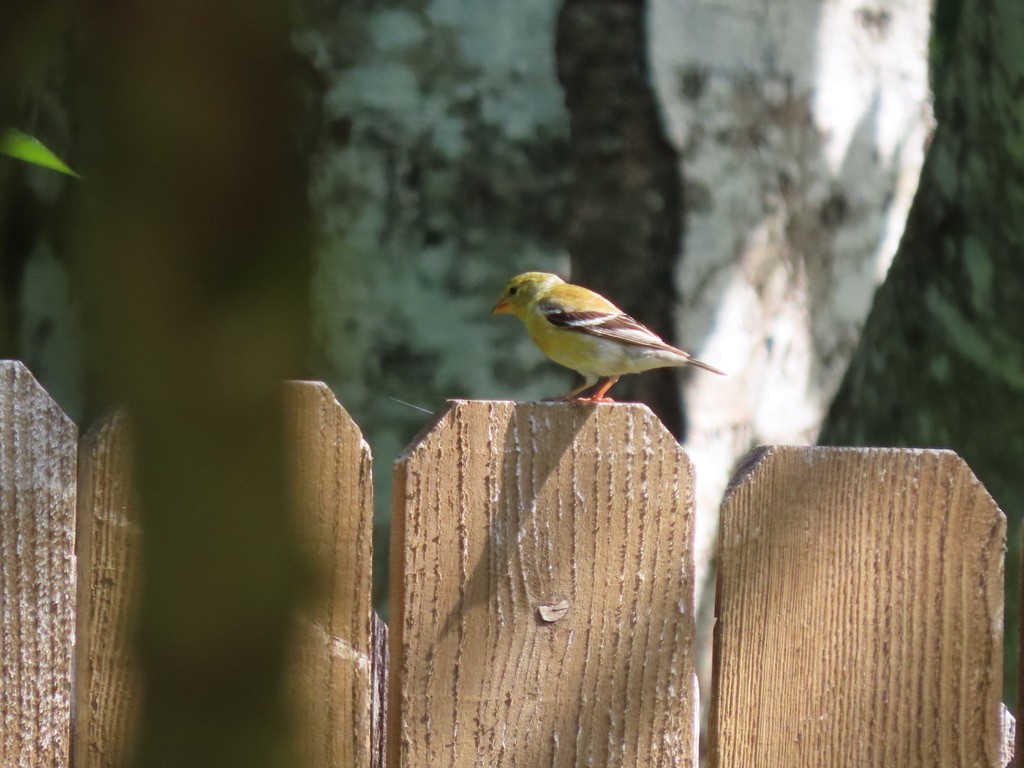 American Goldfinch - Heidi Powers-Armstrong