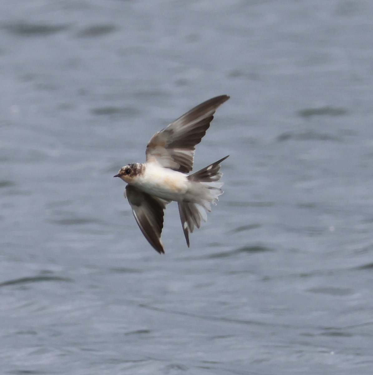 Barn Swallow - ML619659862