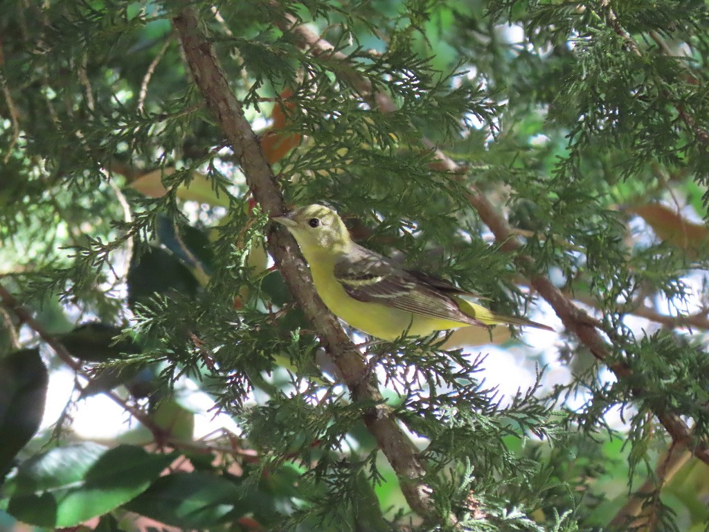 Western Tanager - Heidi Powers-Armstrong