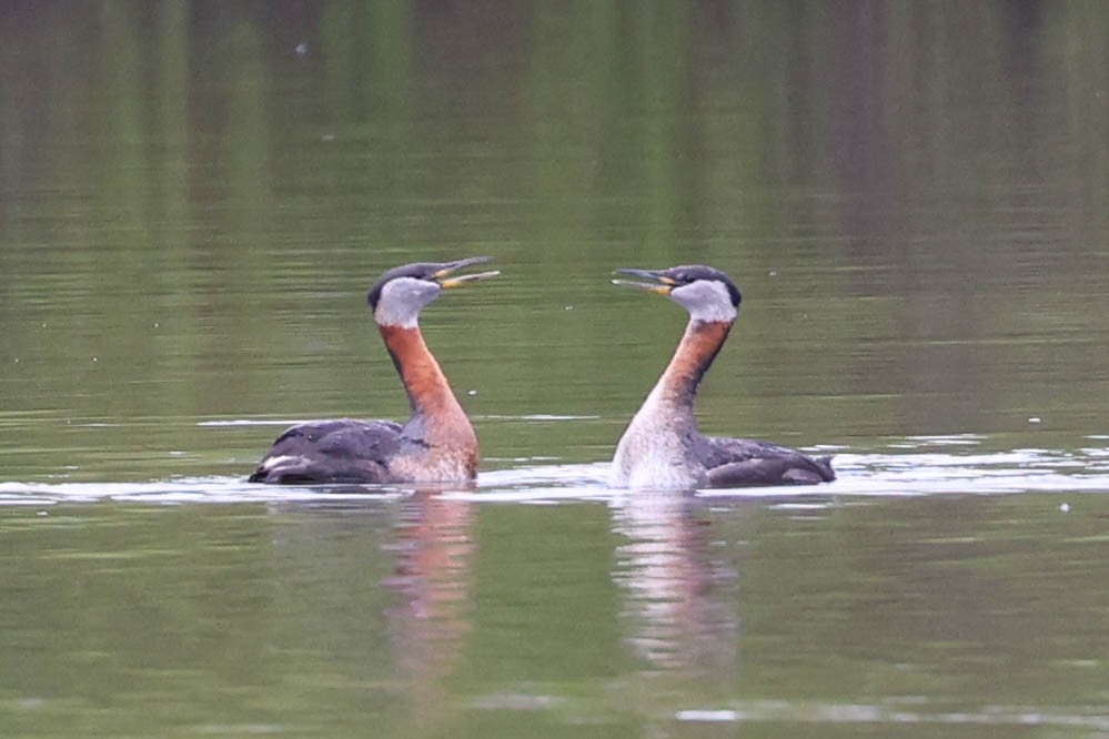 Red-necked Grebe - Garrett Lau