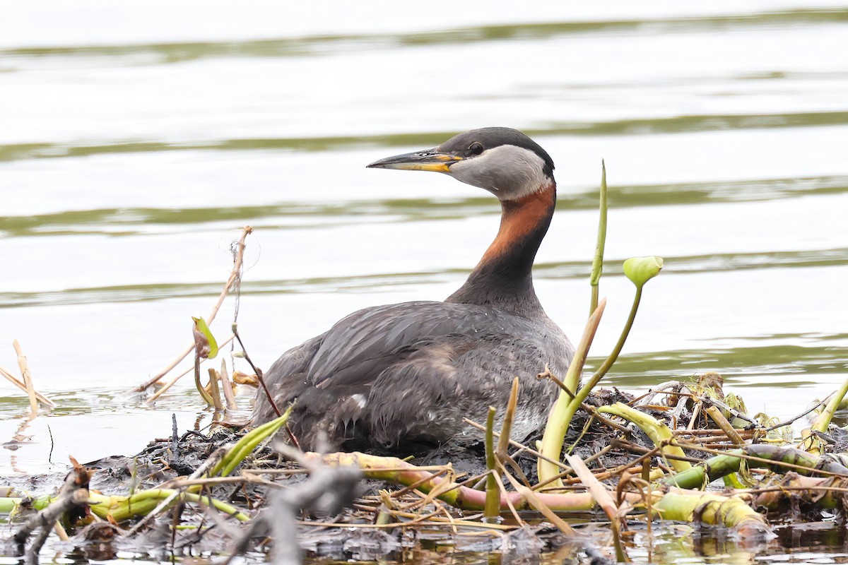 Red-necked Grebe - Garrett Lau