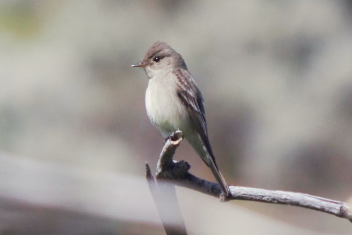 Western Wood-Pewee - Darren Hasegawa