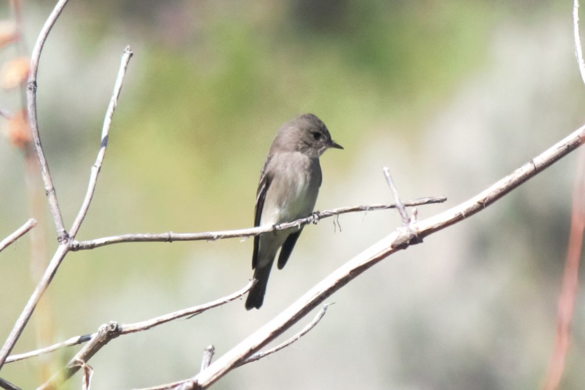 Western Wood-Pewee - Darren Hasegawa