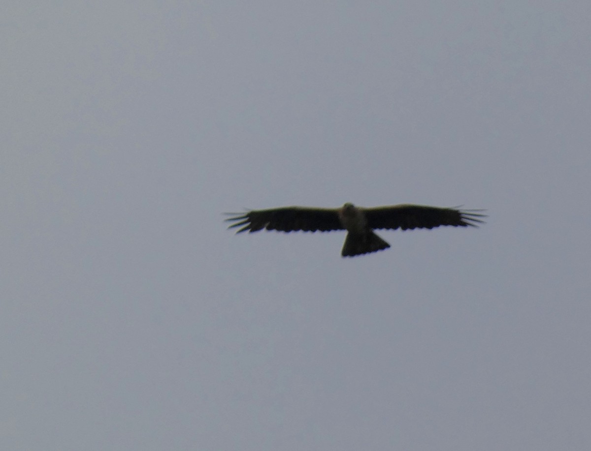 Águila Perdicera - ML619659877