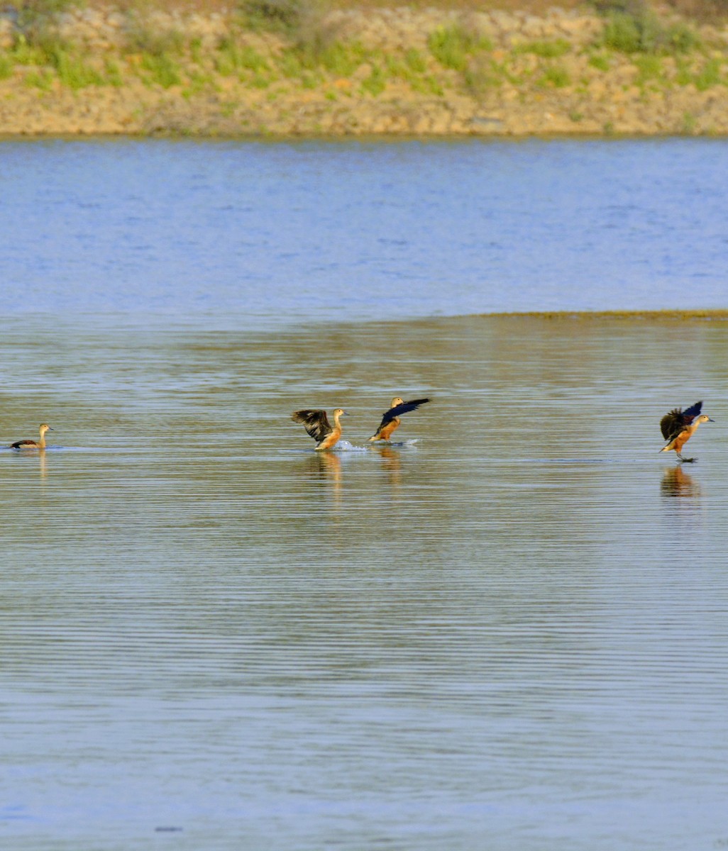 Lesser Whistling-Duck - Karthik Solanki