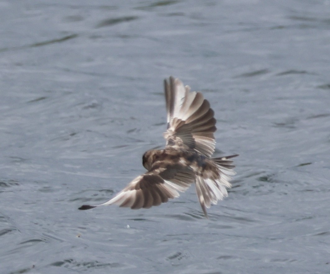 Barn Swallow - ML619659882