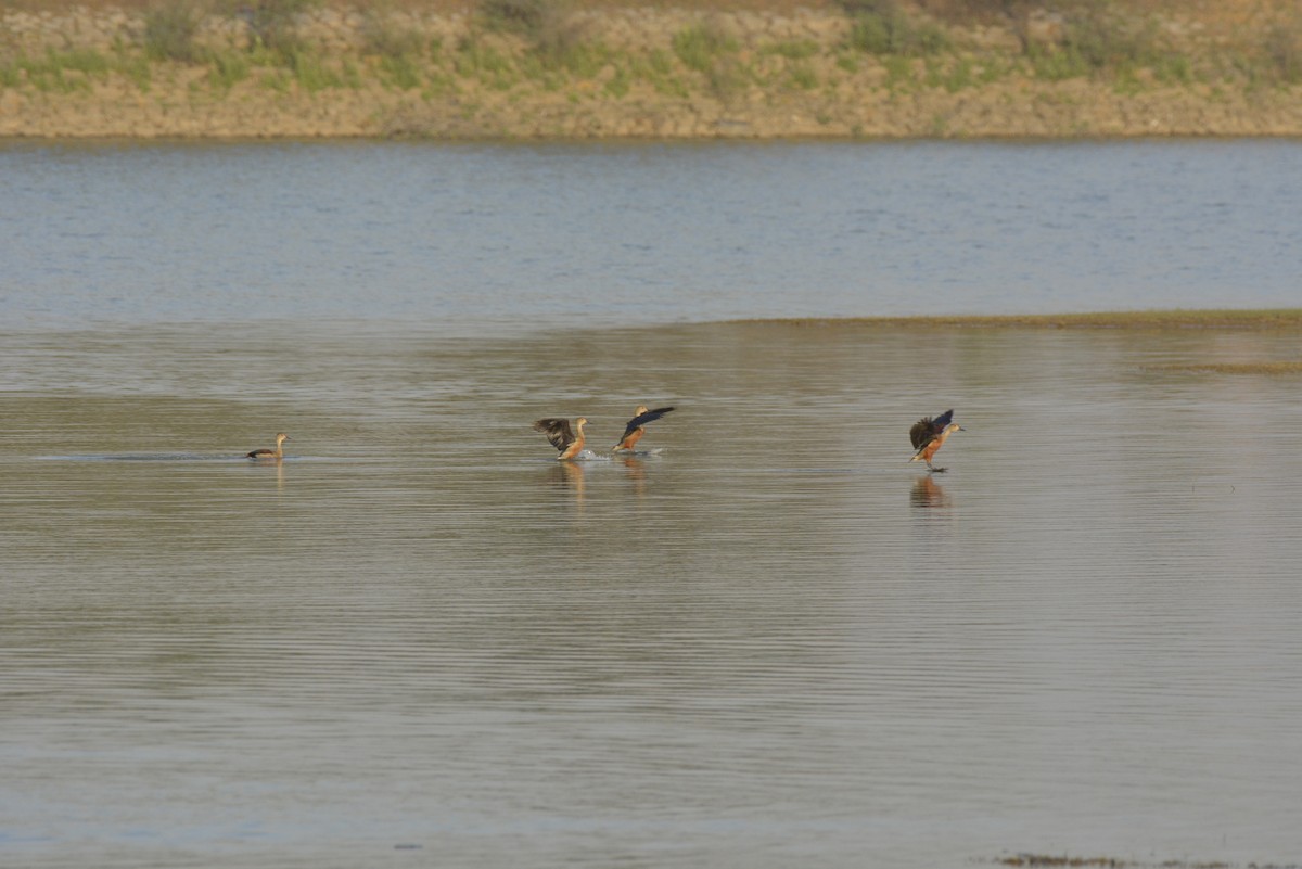 Lesser Whistling-Duck - Karthik Solanki