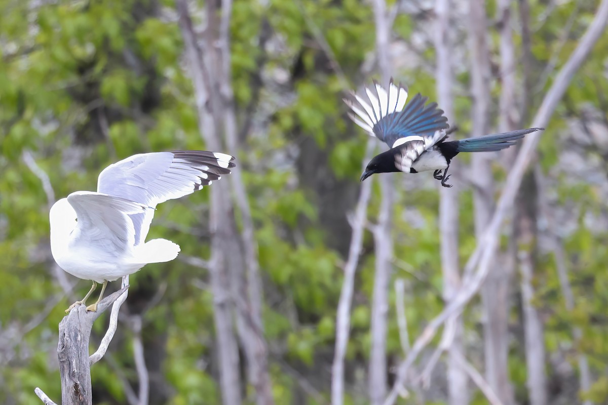 Black-billed Magpie - Garrett Lau