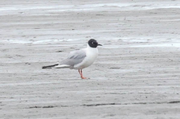 Bonaparte's Gull - Garrett Lau