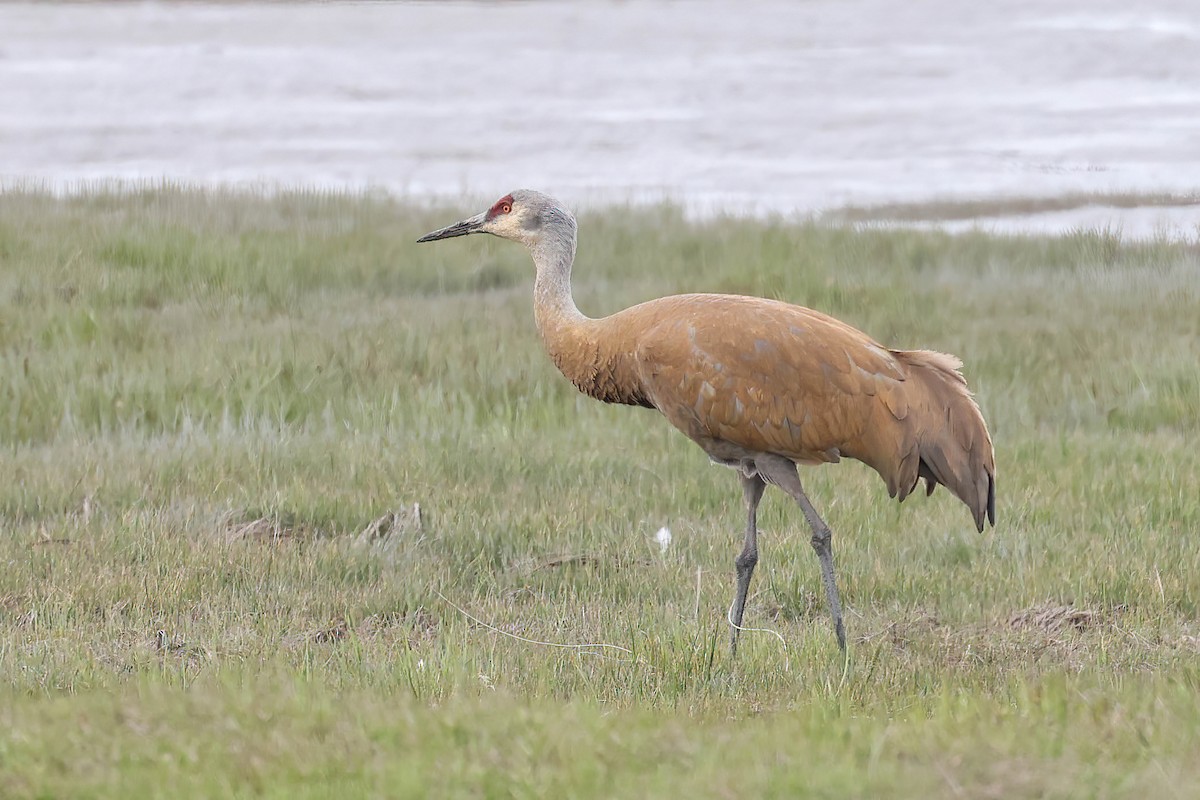 Sandhill Crane - Garrett Lau