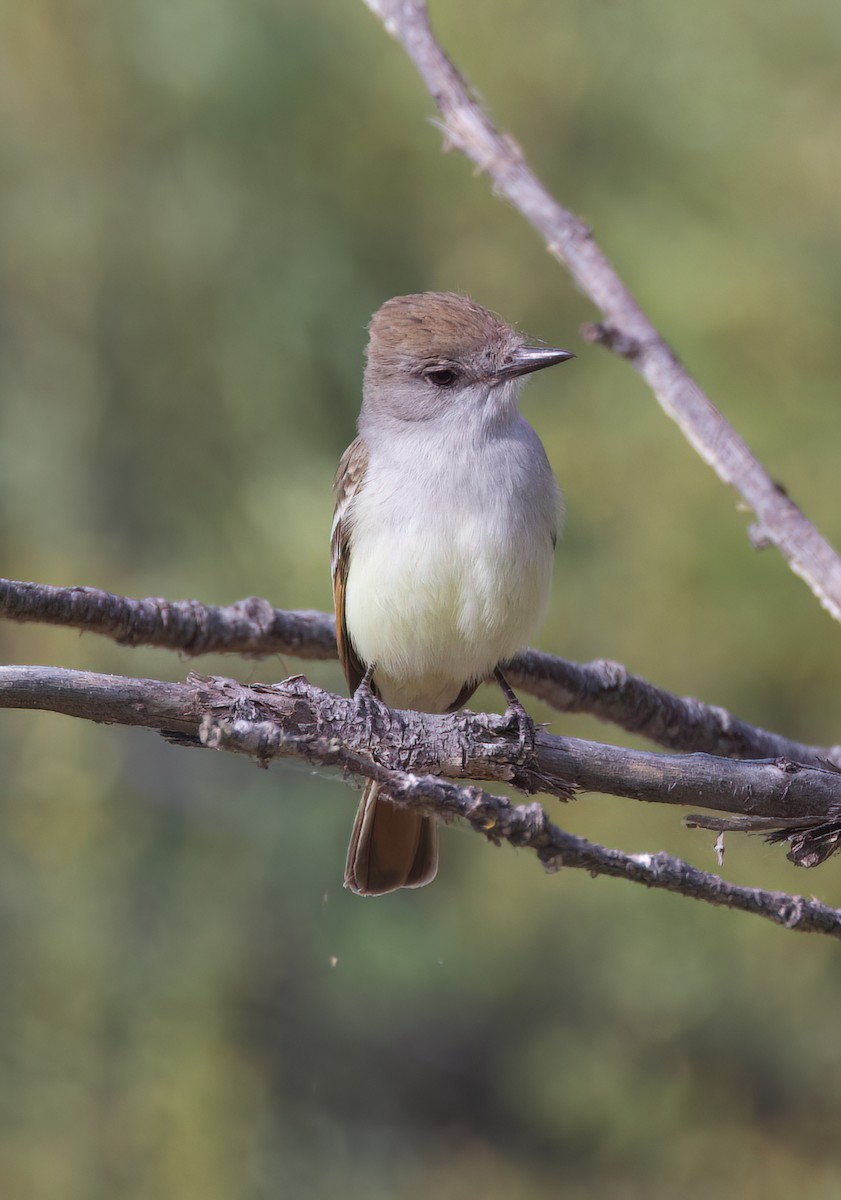 Ash-throated Flycatcher - Matt Yawney