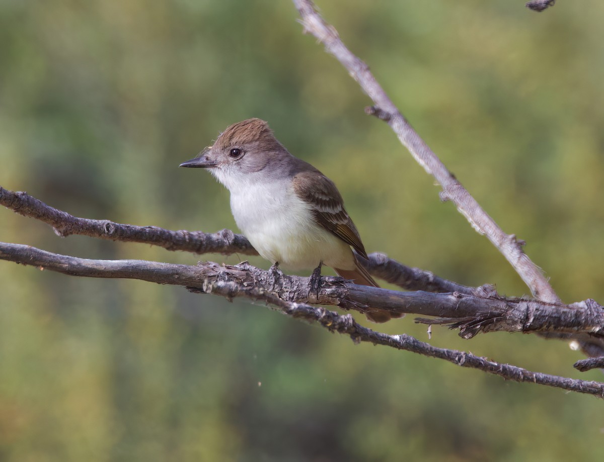 Ash-throated Flycatcher - ML619659905