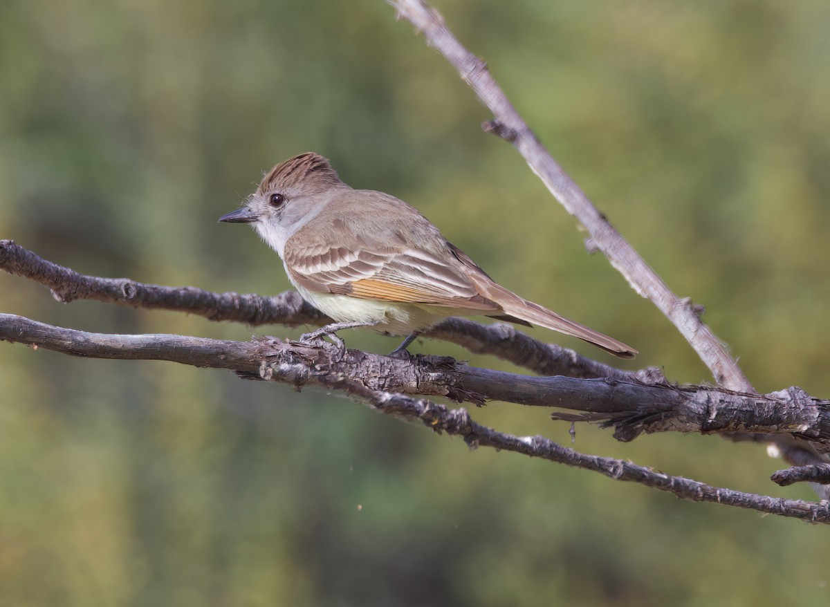 Ash-throated Flycatcher - Matt Yawney