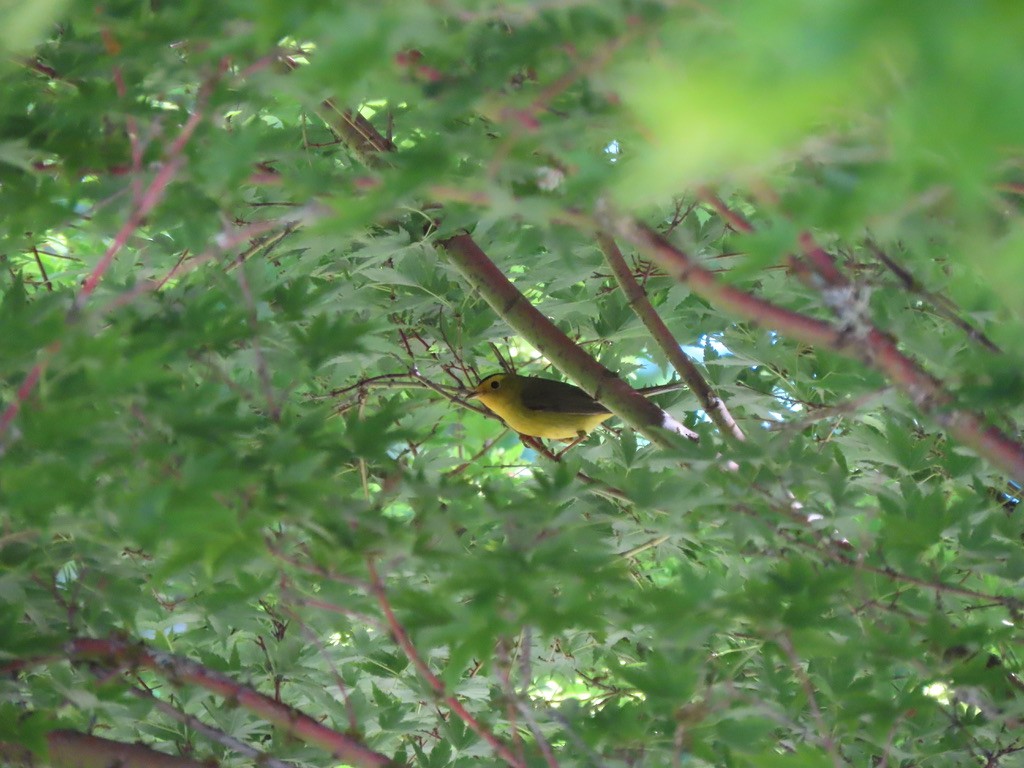 Wilson's Warbler - Heidi Powers-Armstrong