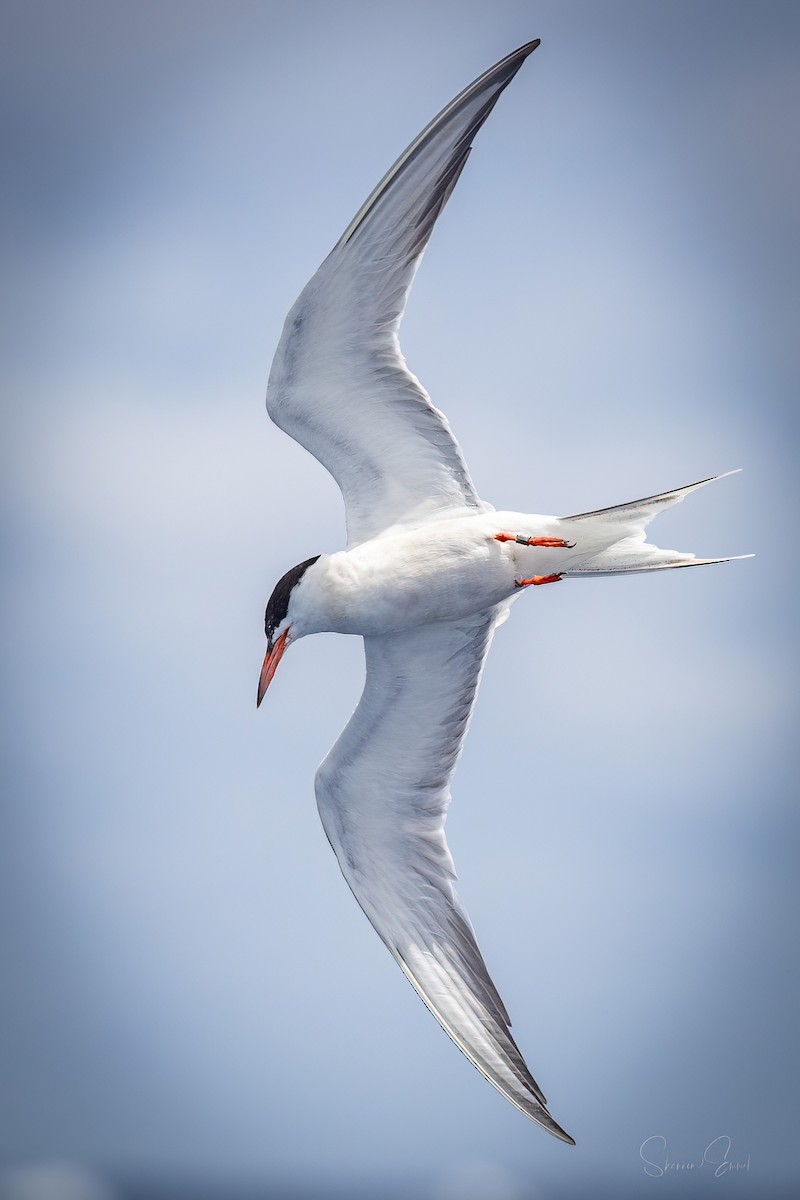 Common Tern - shannon emmel