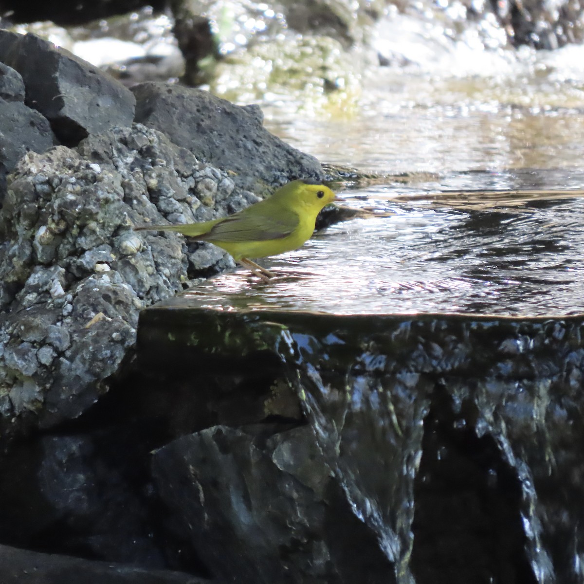 Wilson's Warbler - Heidi Powers-Armstrong