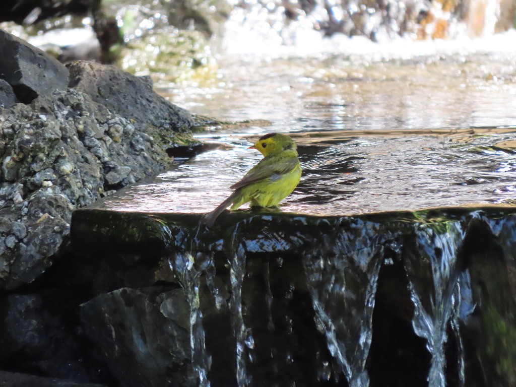 Wilson's Warbler - Heidi Powers-Armstrong