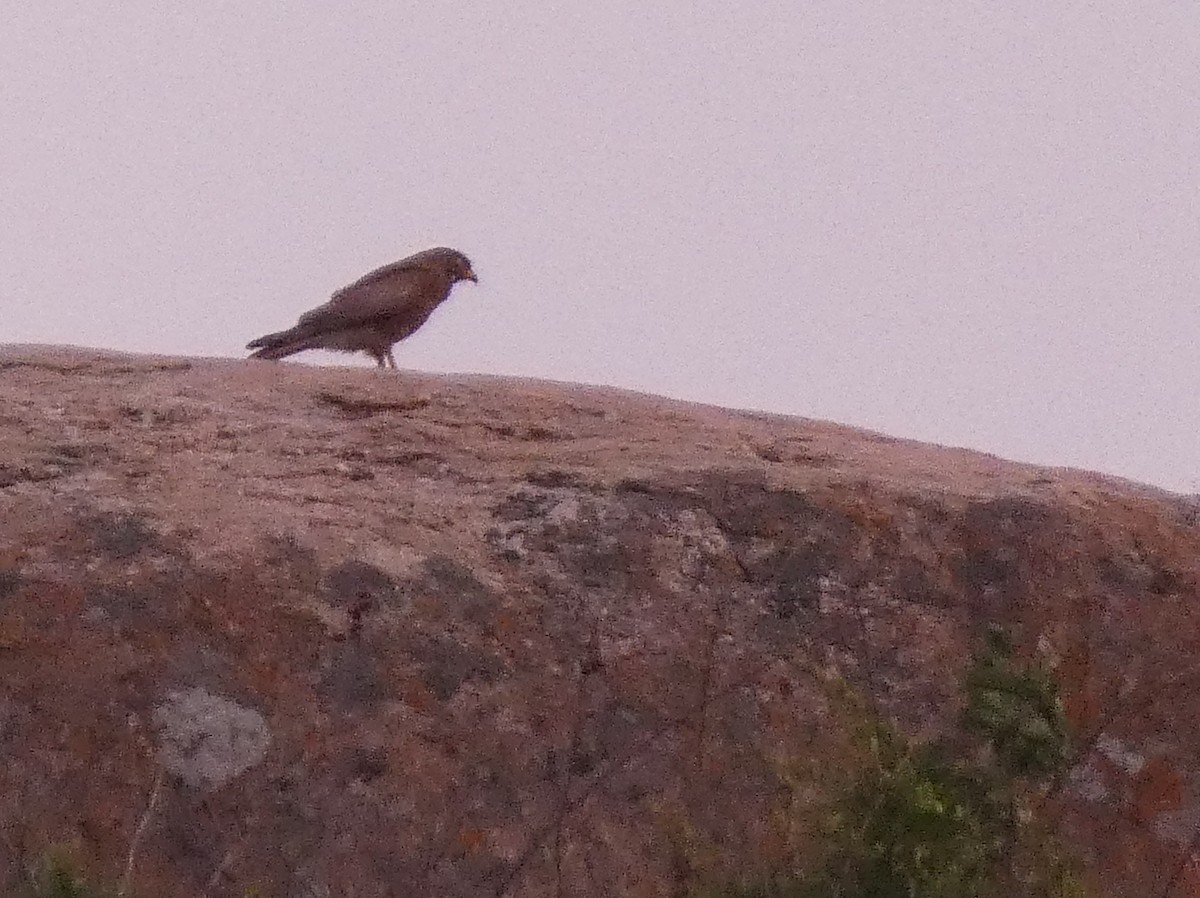 White-eyed Buzzard - Santharam V