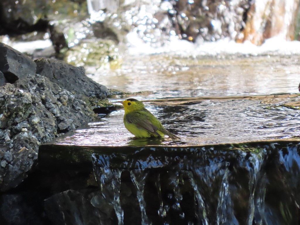 Wilson's Warbler - Heidi Powers-Armstrong