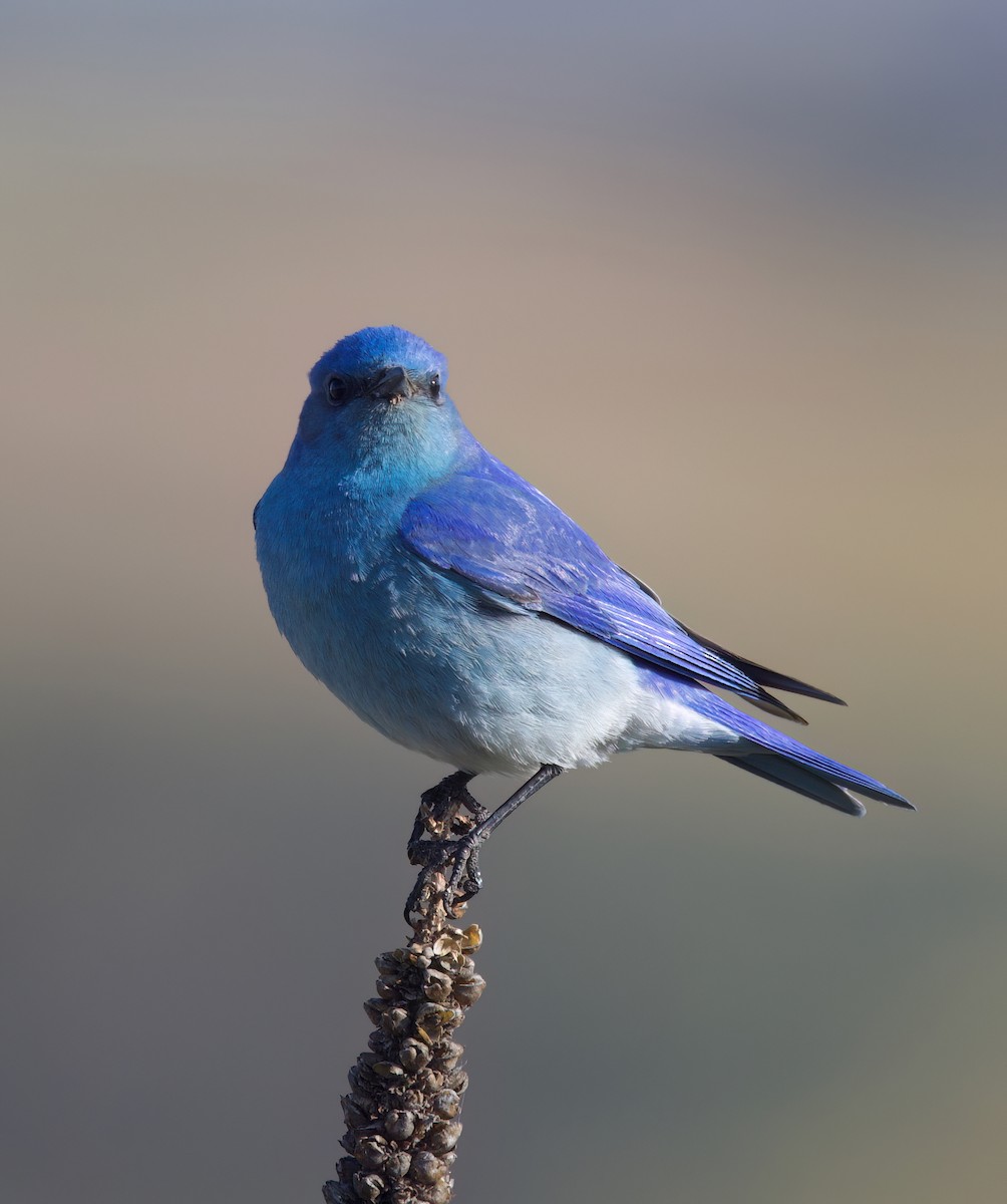 Mountain Bluebird - Matt Yawney