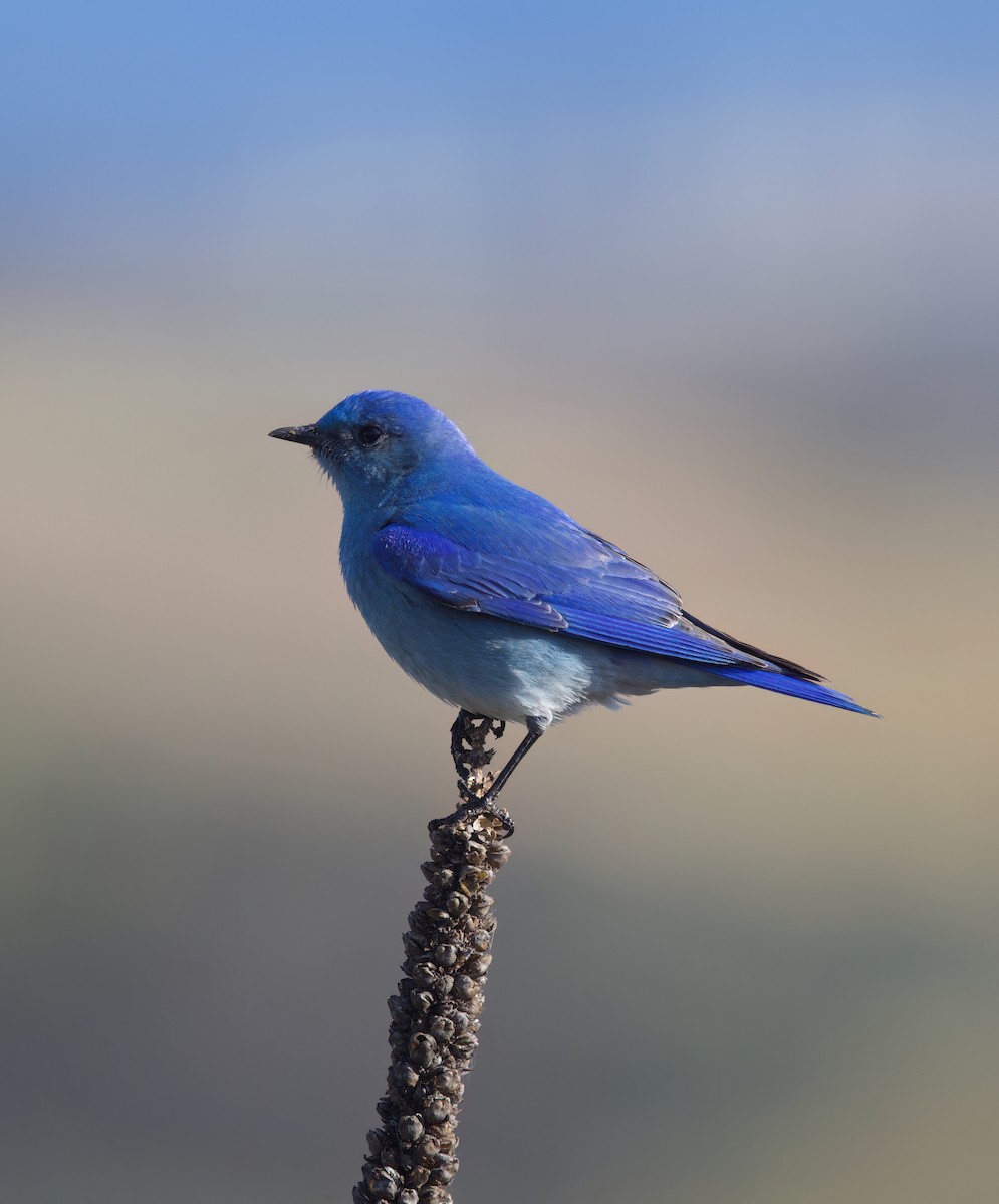 Mountain Bluebird - Matt Yawney