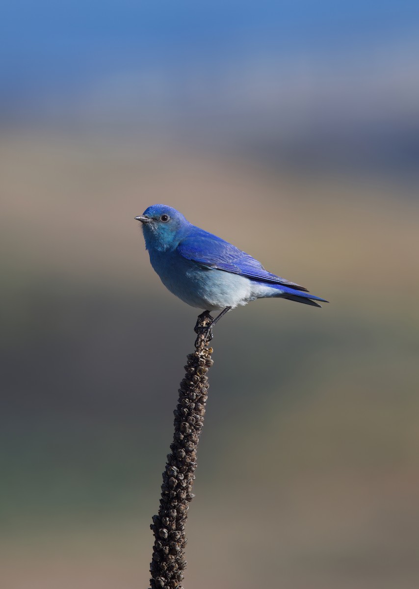 Mountain Bluebird - Matt Yawney