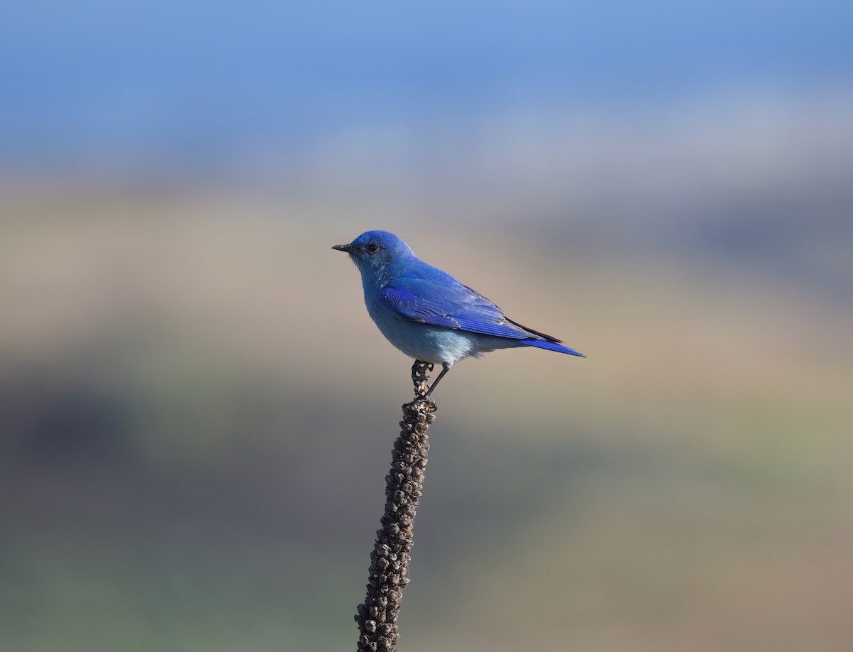 Mountain Bluebird - Matt Yawney