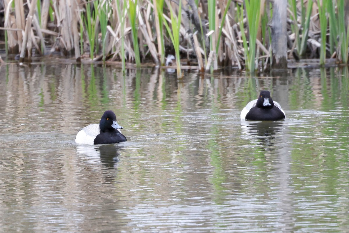 Lesser Scaup - ML619659940