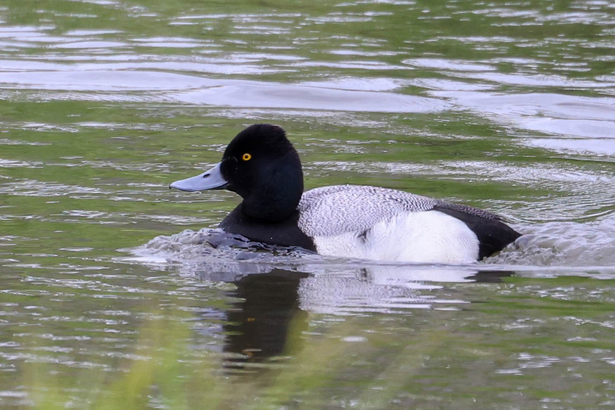 Lesser Scaup - Garrett Lau