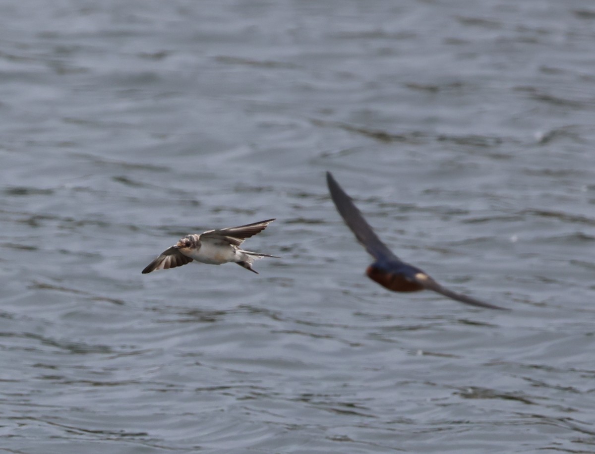 Barn Swallow - Jody  Wells