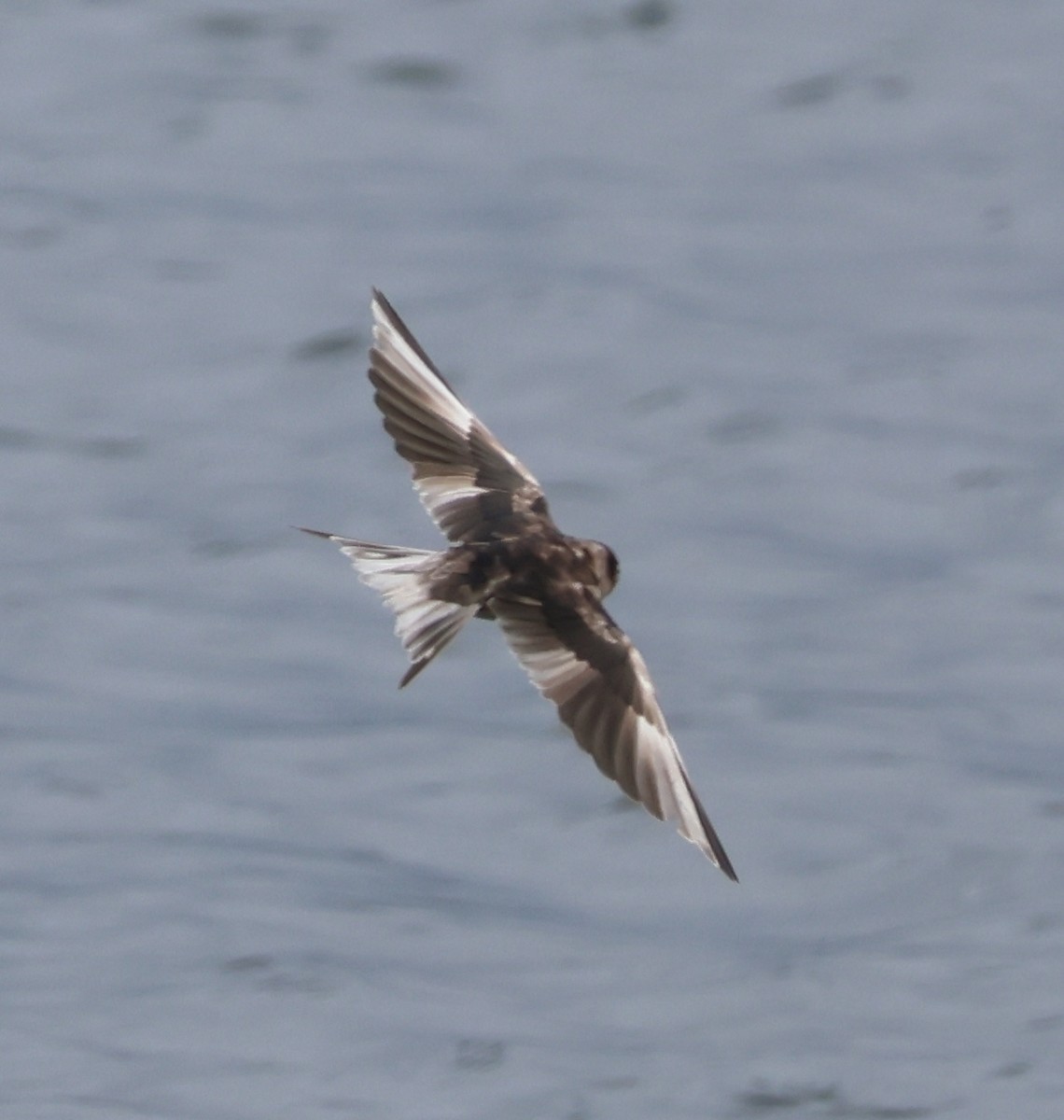 Barn Swallow - ML619659944