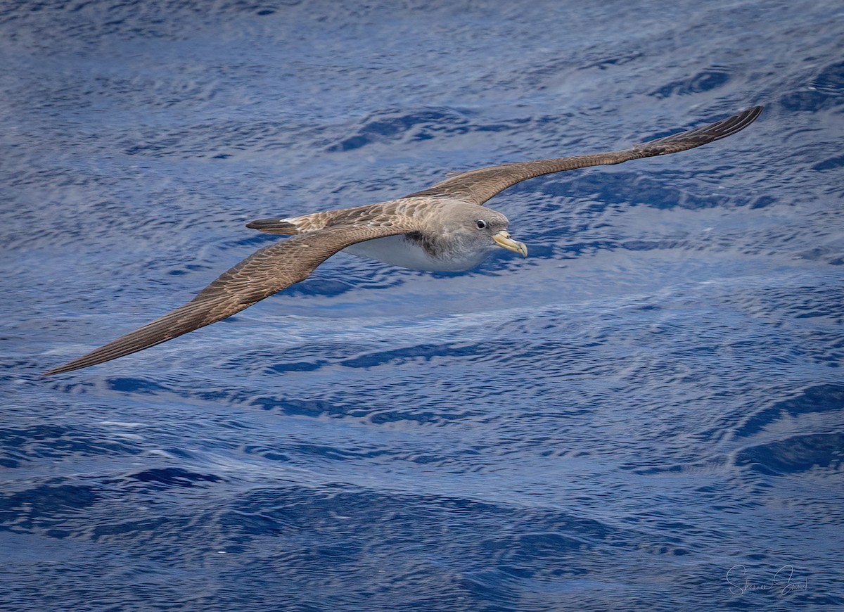 Cory's Shearwater (borealis) - shannon emmel