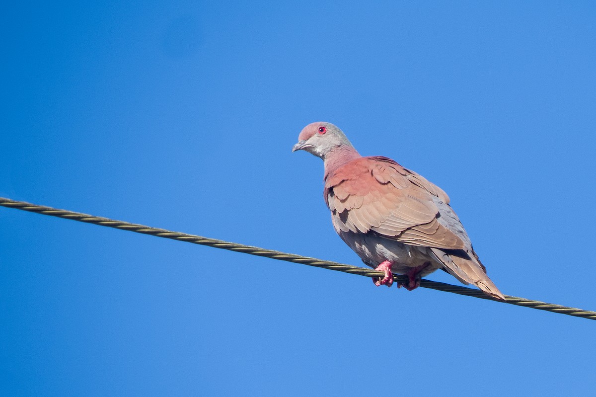 Pale-vented Pigeon - ML619659950