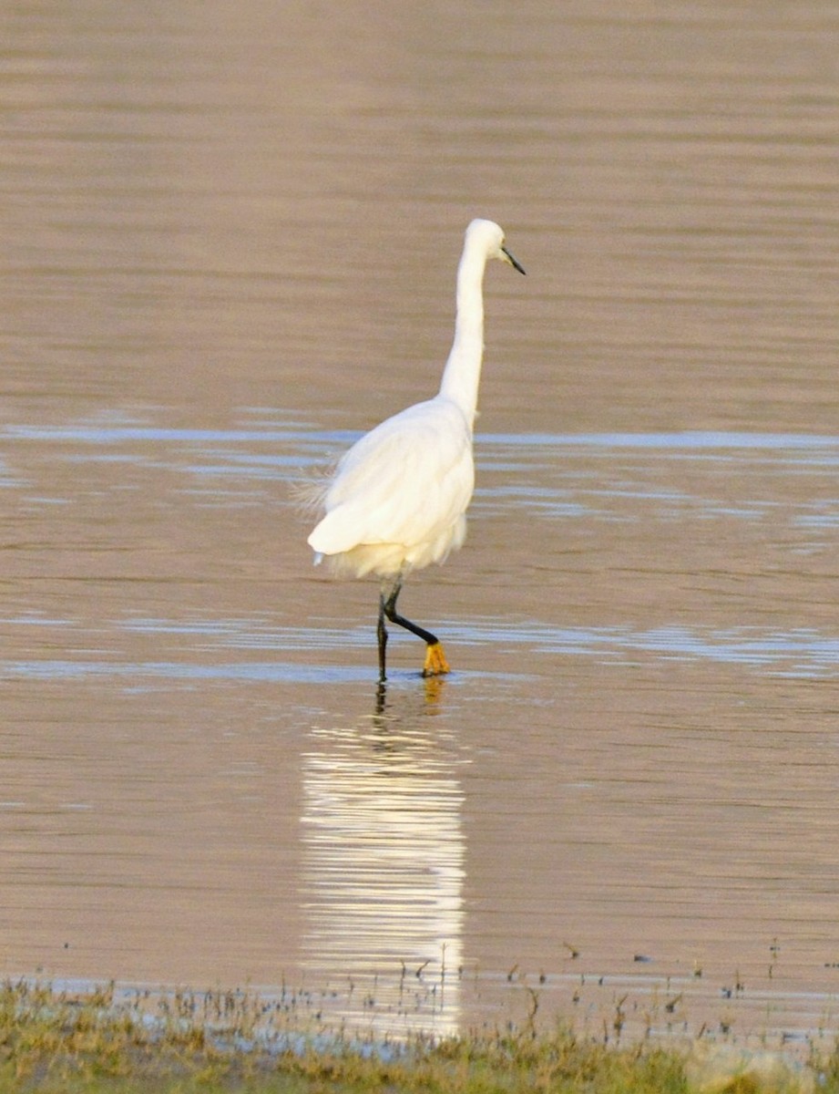 Great Egret - Karthik Solanki