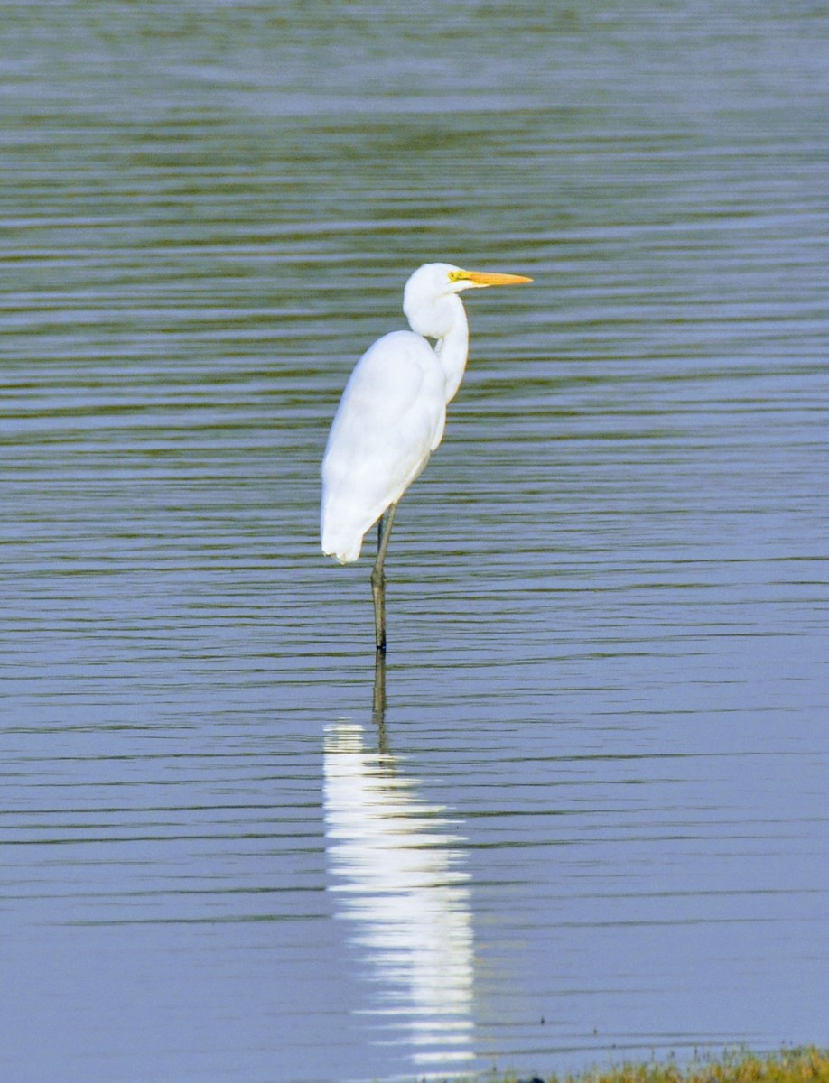 Great Egret - Karthik Solanki