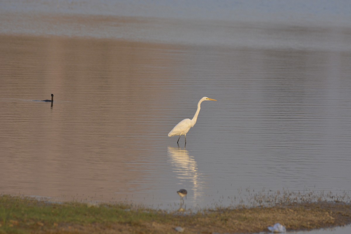 Great Egret - Karthik Solanki