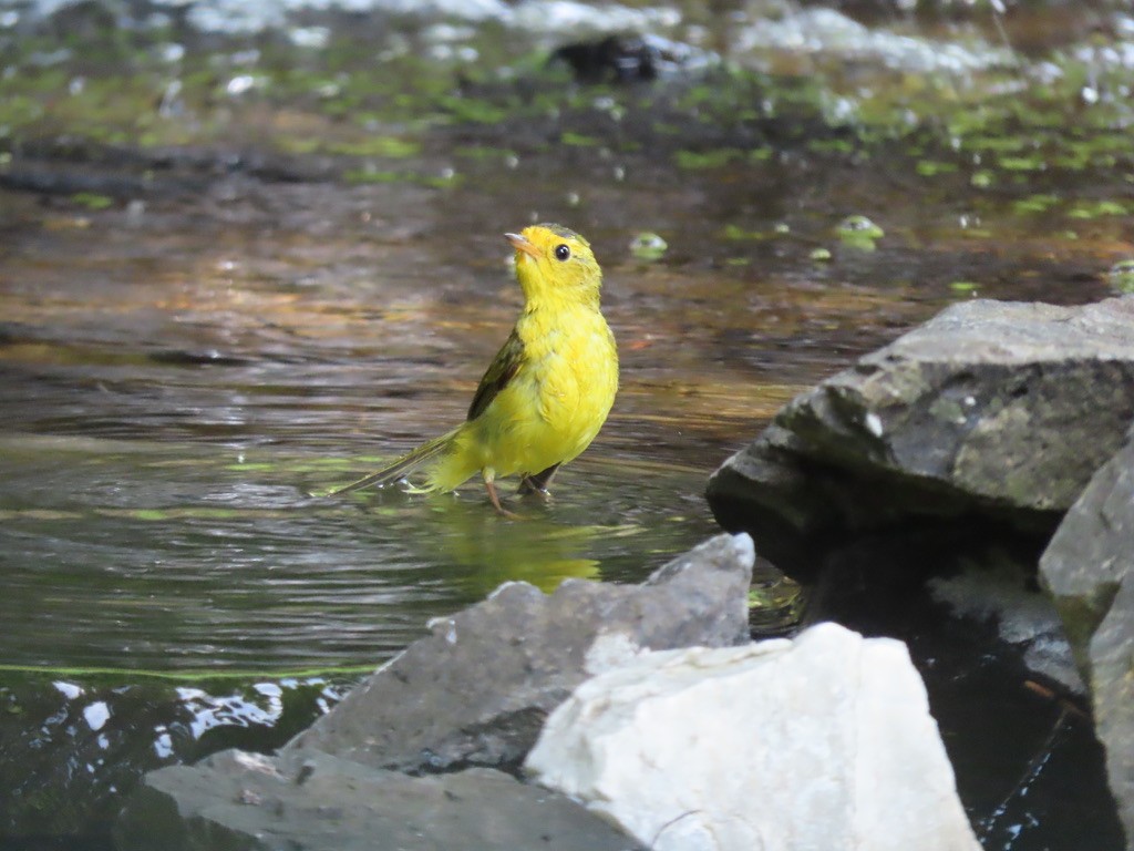 Wilson's Warbler - Heidi Powers-Armstrong