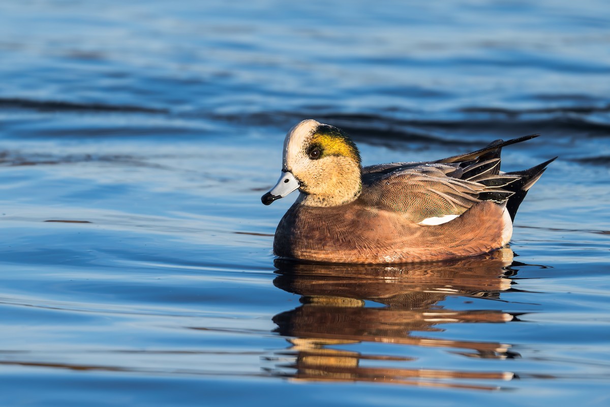 American Wigeon - Murthy Putrevu