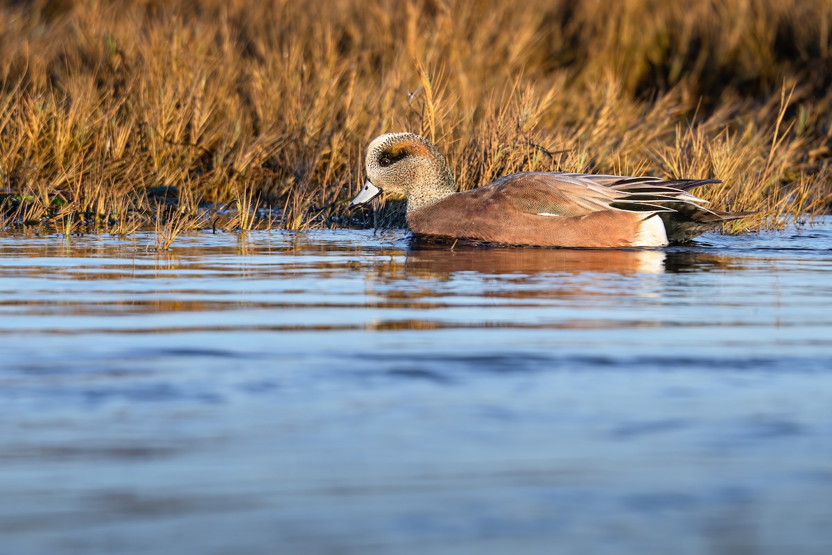 American Wigeon - Murthy Putrevu